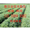 供應杉樹苗,杉木苗,福建樹苗批發