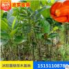 供應(yīng)各種菠蘿蜜果樹(shù)苗 嫁接菠蘿蜜苗 苗木基地批發(fā)四季菠蘿蜜種苗
