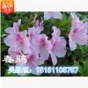 【杜鵑】 各種杜鵑 室內(nèi)盆景 杜鵑花苗 帶花苞 直銷(xiāo)杜鵑 多品種