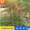 【南天竹】直銷(xiāo)植物小苗 可盆栽南天竺竹苗 規(guī)格齊全南天竹直銷(xiāo)