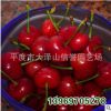 廠家大量 供應(yīng) 先鋒 櫻桃苗 優(yōu)質(zhì)櫻桃苗 【圖】