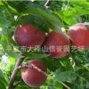 供應(yīng) 寒露蜜桃子樹苗 大量批發(fā)