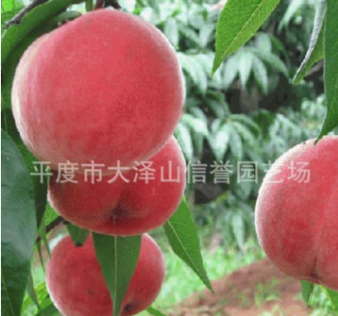 供應中華沙紅桃子苗