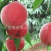 供應(yīng)中華沙紅桃子苗