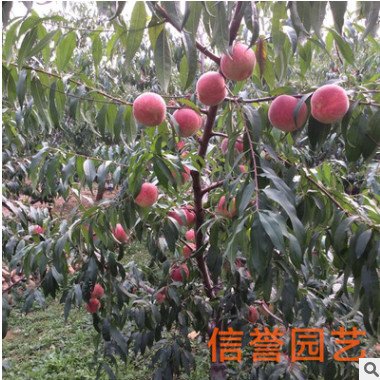 青島廠家直銷桃樹苗 優質多品種桃樹苗 量大優惠 【圖】