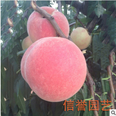 大量批發銷售 映霜紅桃樹苗 品質可靠 價格低【圖】