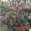 場家新品上市 中華紅蜜桃樹苗 晚熟品種 品質(zhì)可靠【圖】