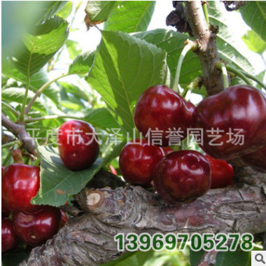 廠家大量 供應 美國美早櫻桃苗 各種品種櫻桃苗【圖】
