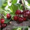 廠家大量 供應(yīng) 美國美早櫻桃苗 各種品種櫻桃苗【圖】
