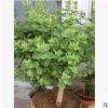 臨沂市平邑縣提供樹型北花1號金銀花苗
