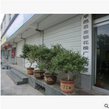 推廣高產四季金銀花苗