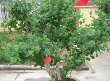 臨沂平邑提供15天不開花的北花1號金銀花種苗