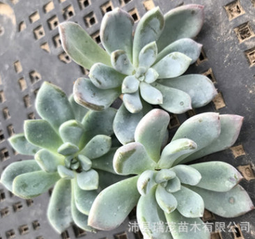 紅卷葉砍頭苗無根苗 4厘米左右 多肉植物批發 多肉種苗 基地直售