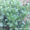 批發(fā)景天三七有根苗教種植 宿根花卉工程苗救心 高鈣 費菜 包成活