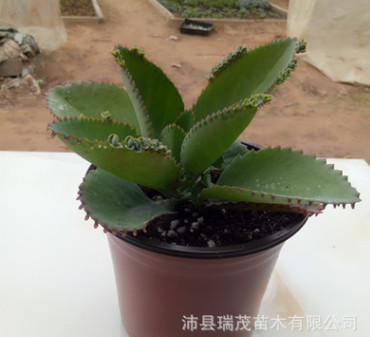 大葉寬葉不死鳥 10-50厘米大顆多肉植物批發 落地生根落葉生根