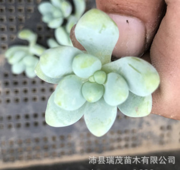 天使之淚 砍頭苗無根苗 多肉繁殖種苗 多肉植物苗批發 綠植肉肉