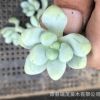 天使之淚 砍頭苗無根苗 多肉繁殖種苗 多肉植物苗批發 綠植肉肉