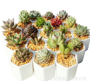 多肉植物混批 50個品種不重復隨機發貨 普貨貴貨組合多頭群生肉肉