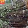 煙富8號蘋果樹基地直銷現挖現賣 嫁接蘋果樹規格齊全 價格優惠
