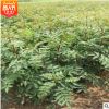 大量供應花椒樹 現挖現賣 青花椒樹規格齊全 花椒樹成活率高