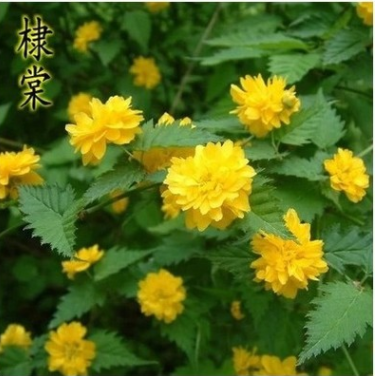 批發綠化工程苗棣棠 棣棠苗 花卉苗棣棠小苗 基地直銷量大優惠