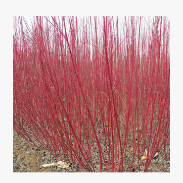 基地紅瑞木苗批發 紅瑞木價格 綠籬用苗 工程綠化苗木 規格齊全