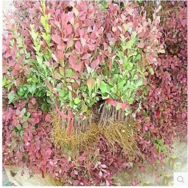 綠化工程彩色苗木紅葉女貞苗 紅葉小波苗 紅葉小檗苗