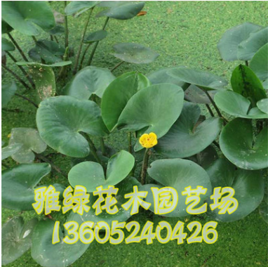 圓葉萍 萍蓬草水生植物 凈化水質 黃金萍 常年提供 觀賞綠植
