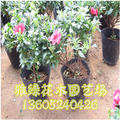 西洋杜鵑批發 辦公室盆栽植物 花色美艷 杜鵑盆栽批發