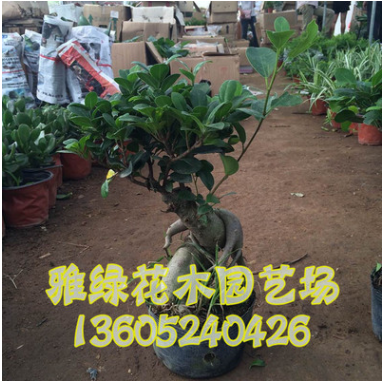 室內桌面綠植直銷凈化空氣迷你植物盆栽榕樹