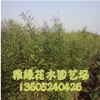 國槐喬木批發(fā) 量大優(yōu)惠 國槐規(guī)格齊全 成活率高
