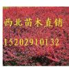 供應甘肅紅葉小檗_供應甘肅紅葉小檗價格_供應甘肅紅葉小檗批發