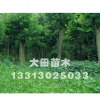 國槐種植|國槐銷售|國槐買賣|國槐小苗