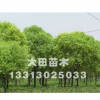 饅頭柳