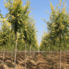 【大量供應】專業供應5-8公分垂柳 批發 綠化苗木 茹園萬畝林場