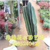 仙人柱盆栽批發(fā) 規(guī)格多 易成活 辦公室綠植盆栽銷售