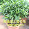 室內(nèi)盆栽非洲茉莉 凈化空氣 防輻射 辦公室盆栽花卉批發(fā)