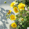 野菊花種子 藥用泡茶菊花種子野黃菊花山坡路邊野生山菊花多年生
