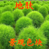 新采地膚種子 地麥落帚掃帚苗掃帚菜孔雀松綠帚