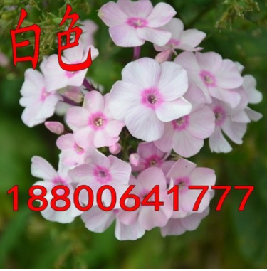 美女櫻種子混色單色 觀賞花卉陽臺花種子籽美人櫻盆栽