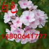 美女櫻種子混色單色 觀賞花卉陽臺花種子籽美人櫻盆栽