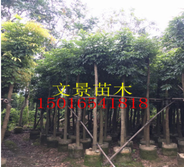 文景苗木場基地直銷 海南紅豆 海紅豆 海南菜豆行道樹