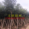 普寧黃花風鈴木產地直銷多花植物風景樹大量