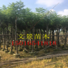 低價供應綠化苗木藍花楹花木農戶自家花場直銷寵物及園藝園林
