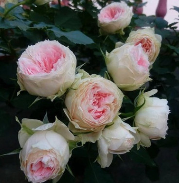 歐月絨球門廊月季花苗豐花型灌木盆栽月季庭院陽臺多季開花卉盆栽