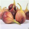 無花果樹苗價格 優質高產布萊瑞克無花果樹苗多少錢一棵