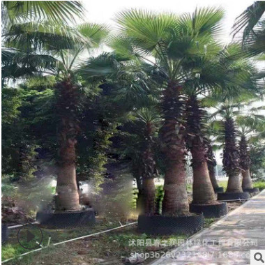 棕櫚樹直銷 綠化苗木 園林棕櫚 大型苗木 大棕櫚苗 棕櫚類植物