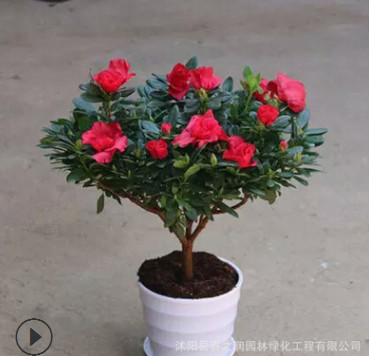 杜鵑花盆栽花卉植物 帶花苞發(fā) 貨死不了的花 陽臺(tái)室內(nèi) 一直開花