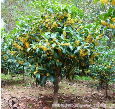 嫁接桂花樹苗 四季濃香型 八月桂盆栽花卉 陽臺(tái)室內(nèi)庭院必備