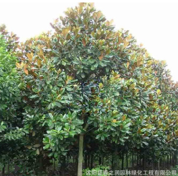 基地直銷 環(huán)境美化行道樹 紫玉蘭樹 廣玉蘭 規(guī)格全 量大優(yōu)惠